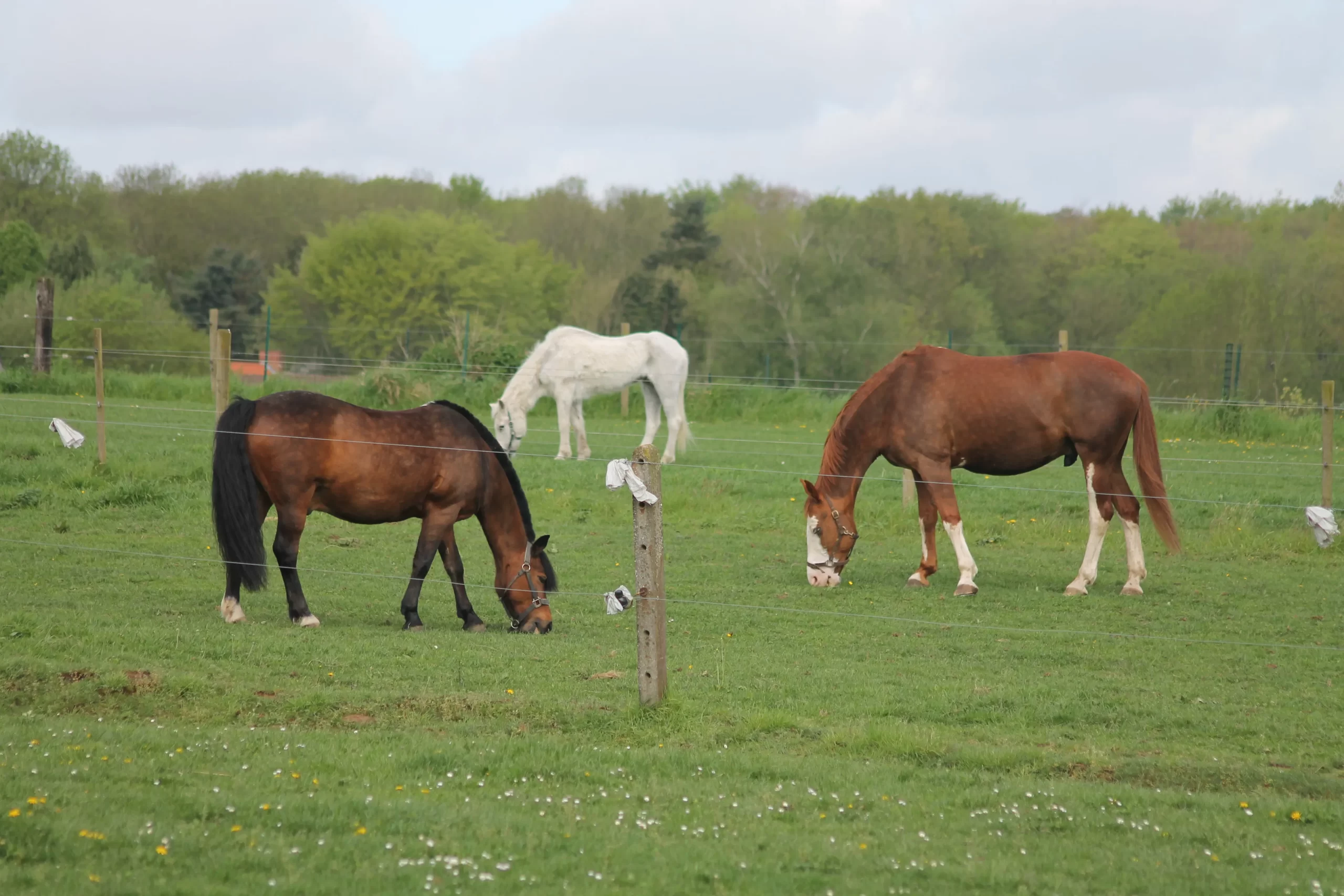 Paarden genieten van het malse gras.
