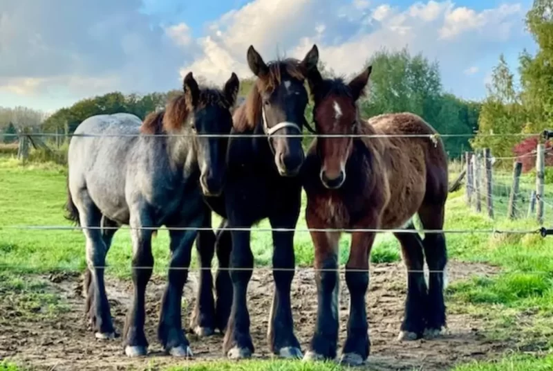 trekpaarden - De paardehoeve