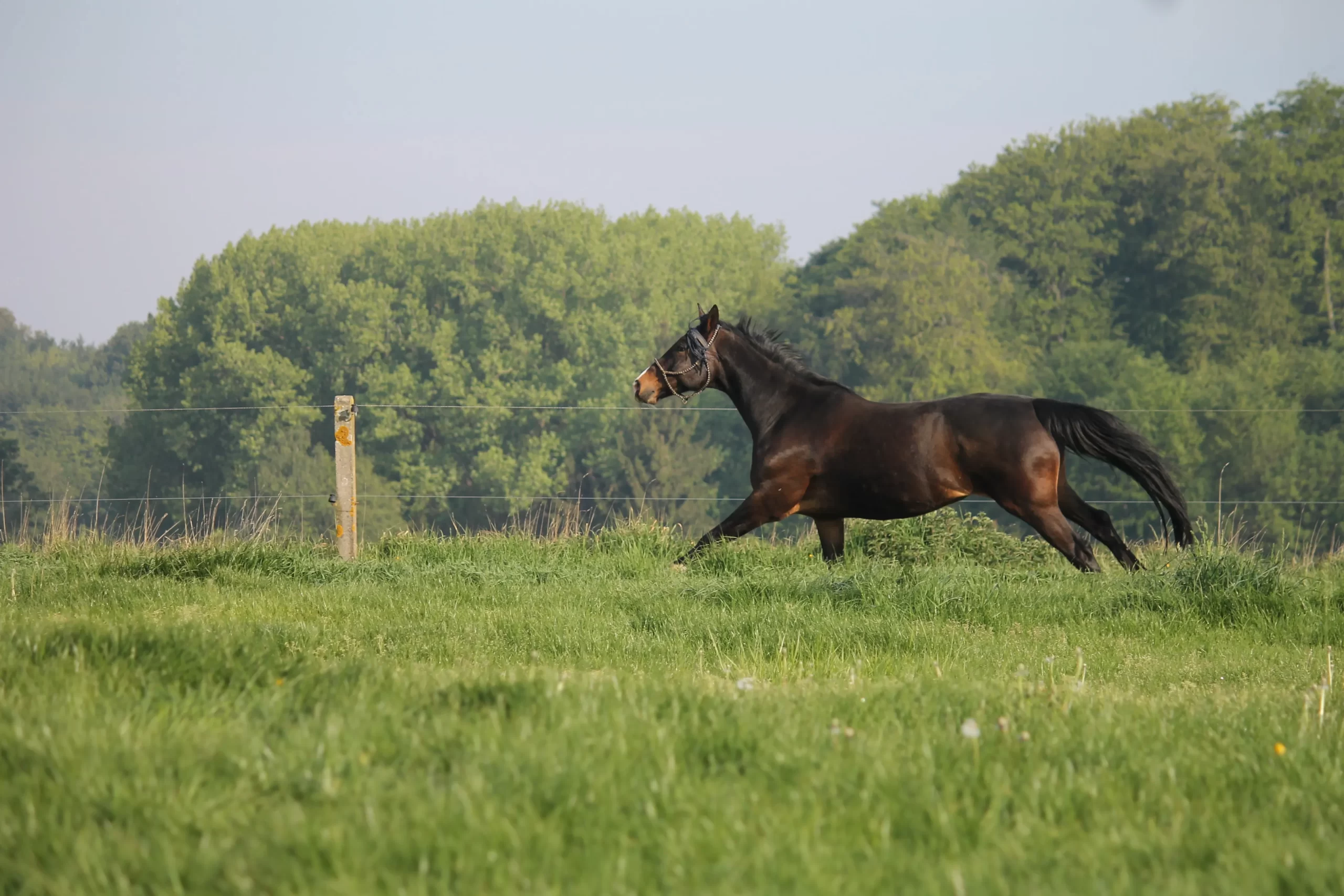 Pension paarden