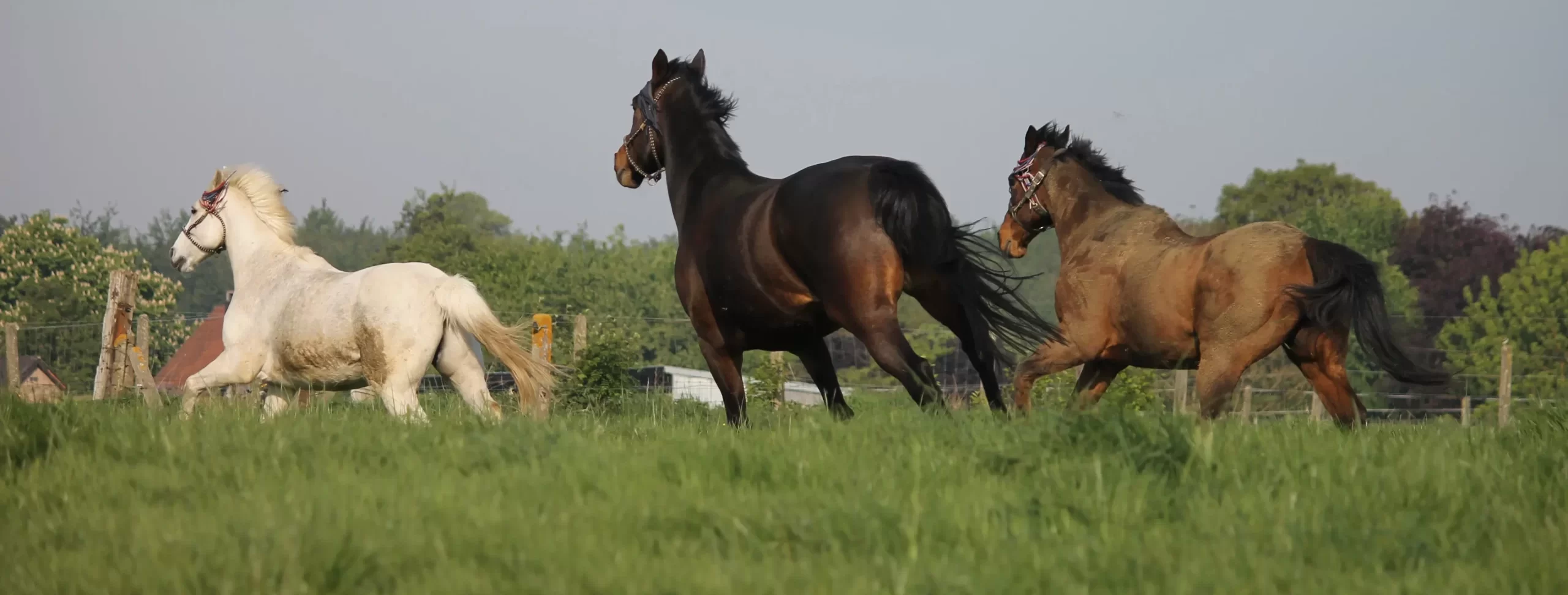 de paardehoeve - paardenpension