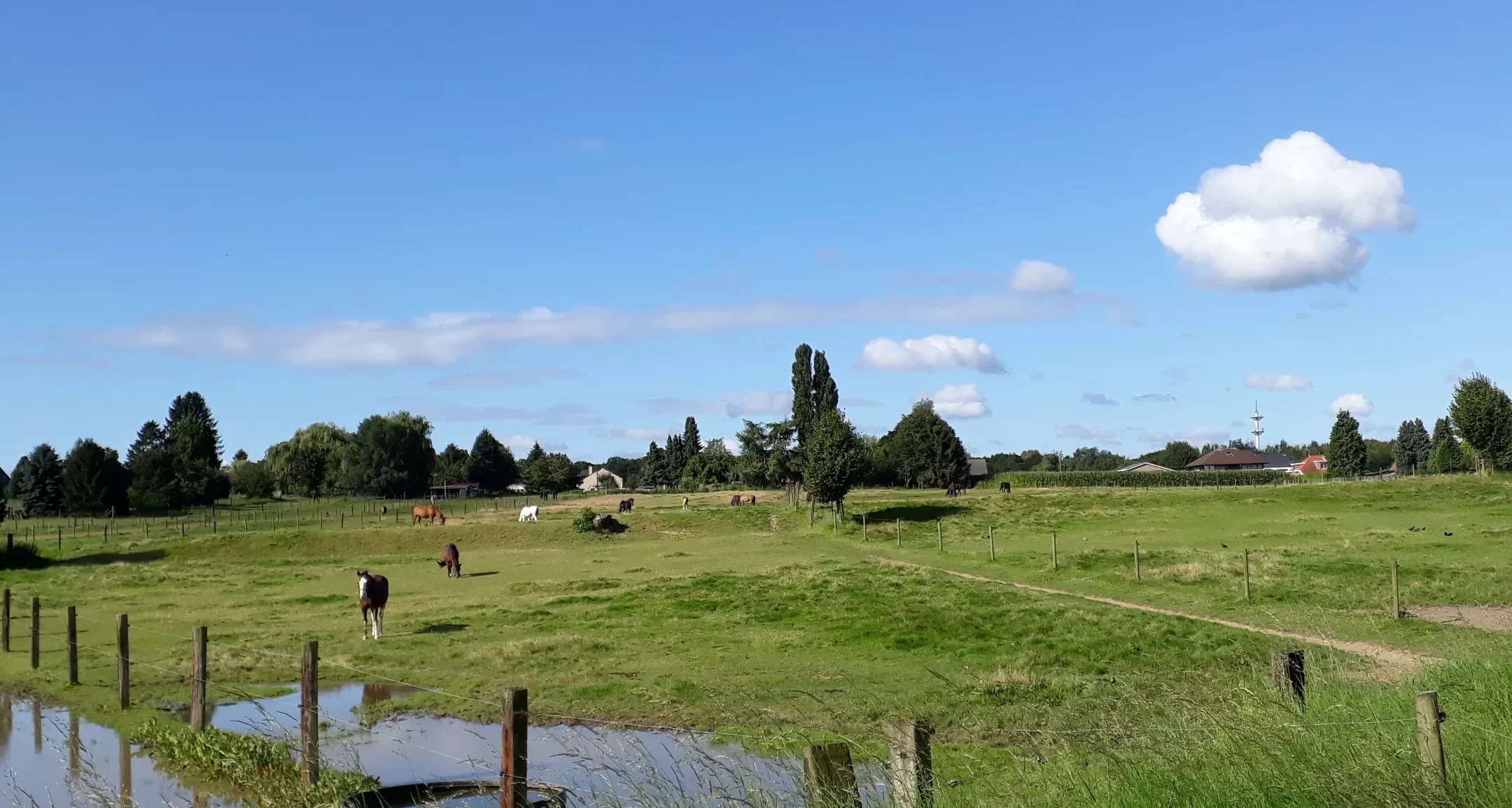 fokkerij de paardehoeve