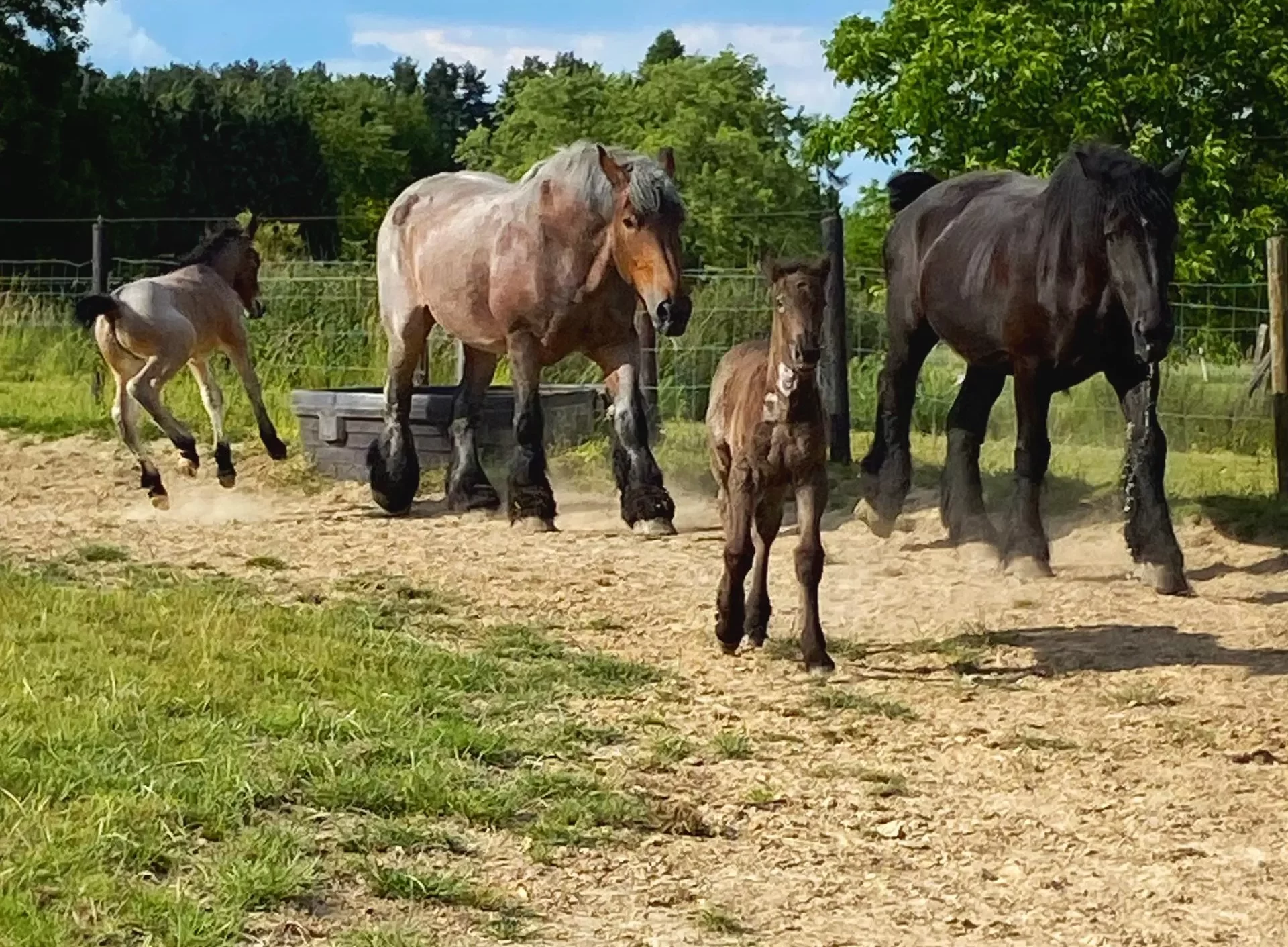 trekpaarden de paardehoeve