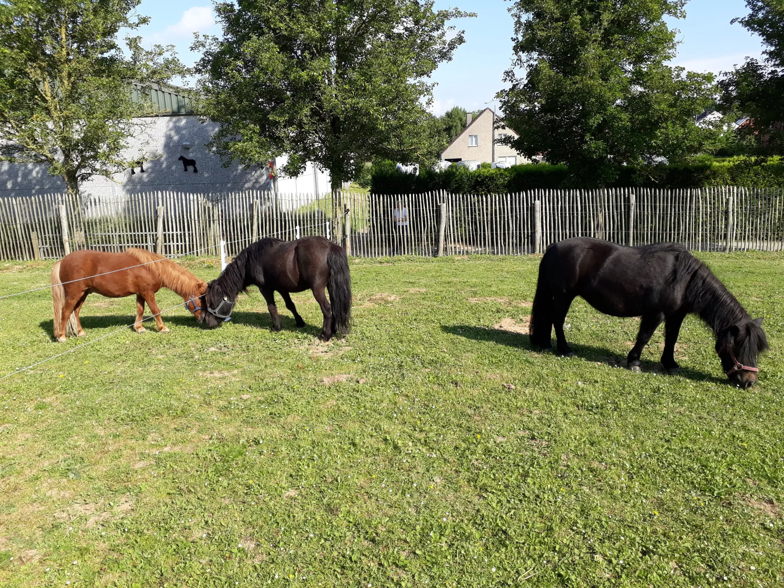 Paarden pension - De paardehoeve