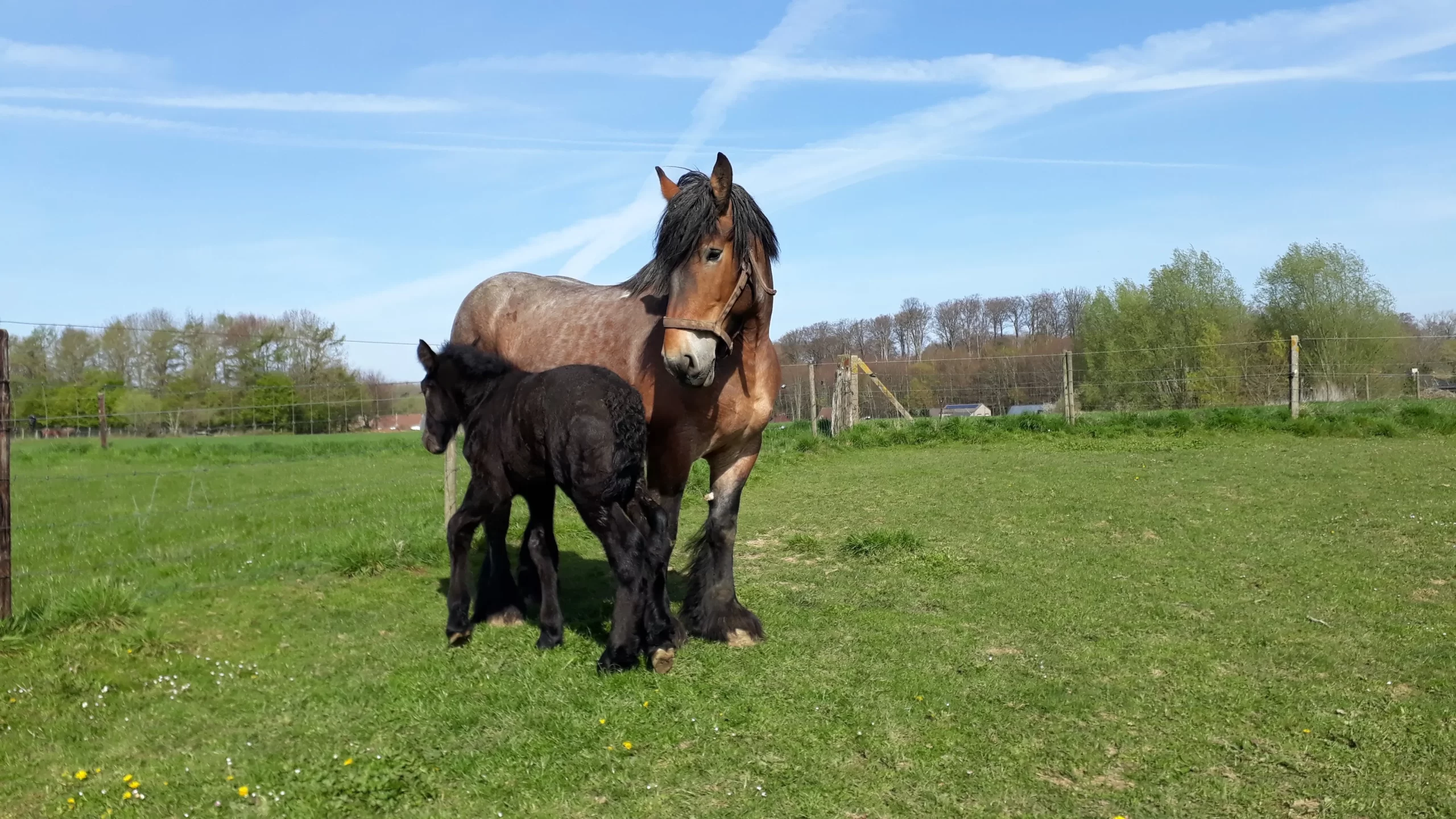 Trekpaarden - De paardehoeve